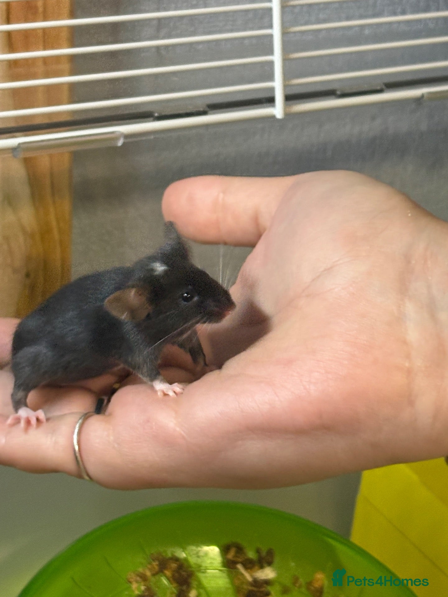 Mouse rodents FRIENDLY BABY MALE FANCY MICE FOR SALE - Advert 4