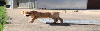 Springador 2