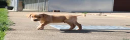 Springador dogs for sale: Springador puppies in Sandringham - Advert 6