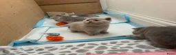 British Shorthair cats for sale: Beautiful BSH kittens GCCF reg - Advert 7