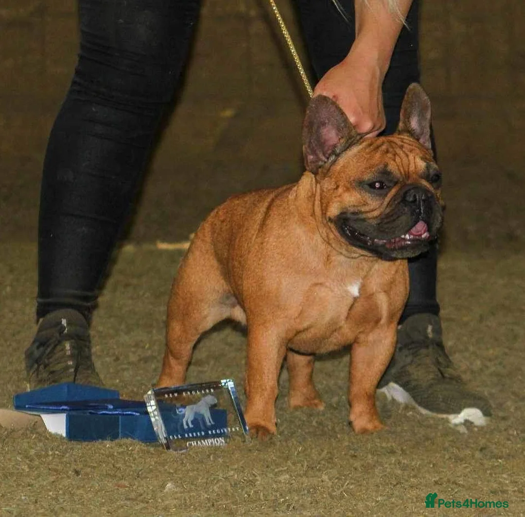French Bulldog dogs for stud: 💥3x Ch Rocky of Empire OB UK💥FBCE Silver Tested in Doncaster - Advert 12