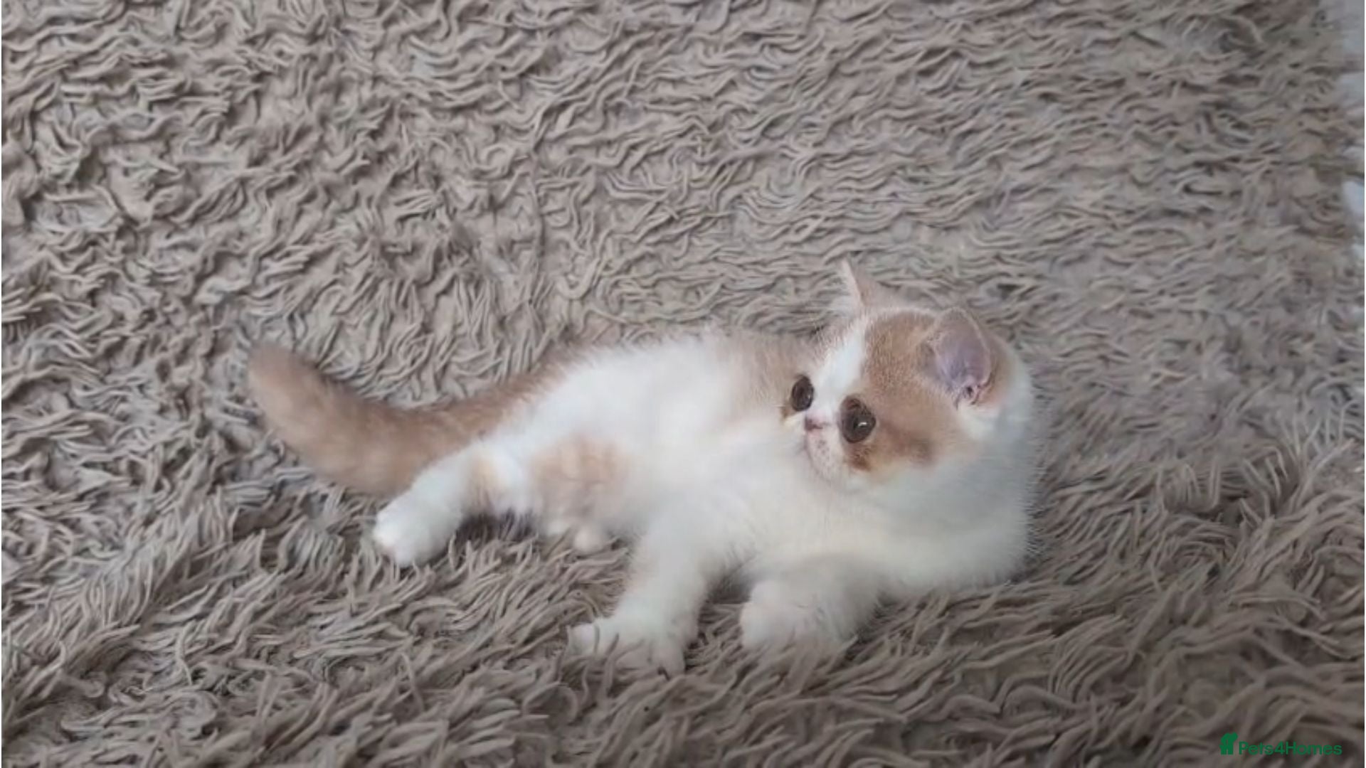 Persian cats Persian Kitten - Advert 1