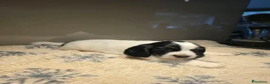 Cocker Spaniel 2