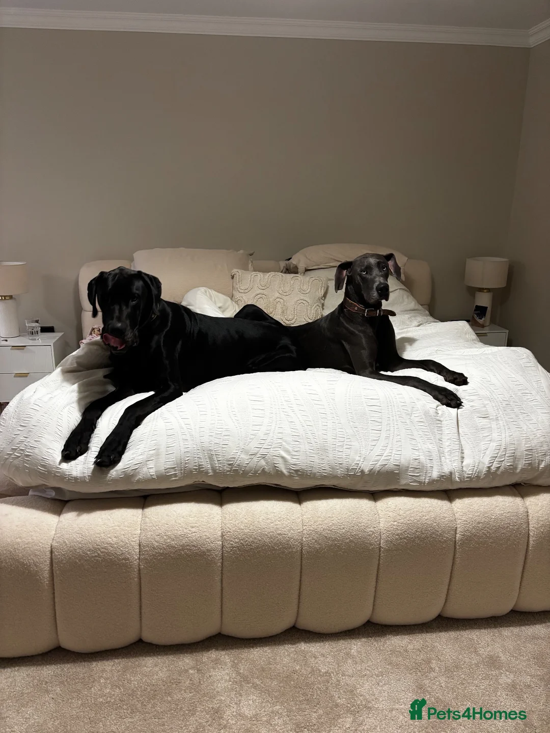 Great Dane dogs for sale: 2 girls left Great Dane puppys - Advert 2
