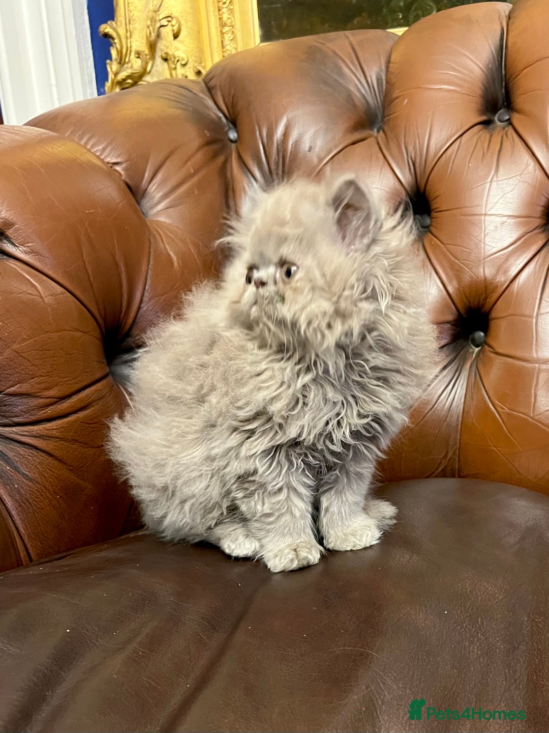 Persian cats for sale: Stunning blue and rare lilac Persian kittens  - Advert 10