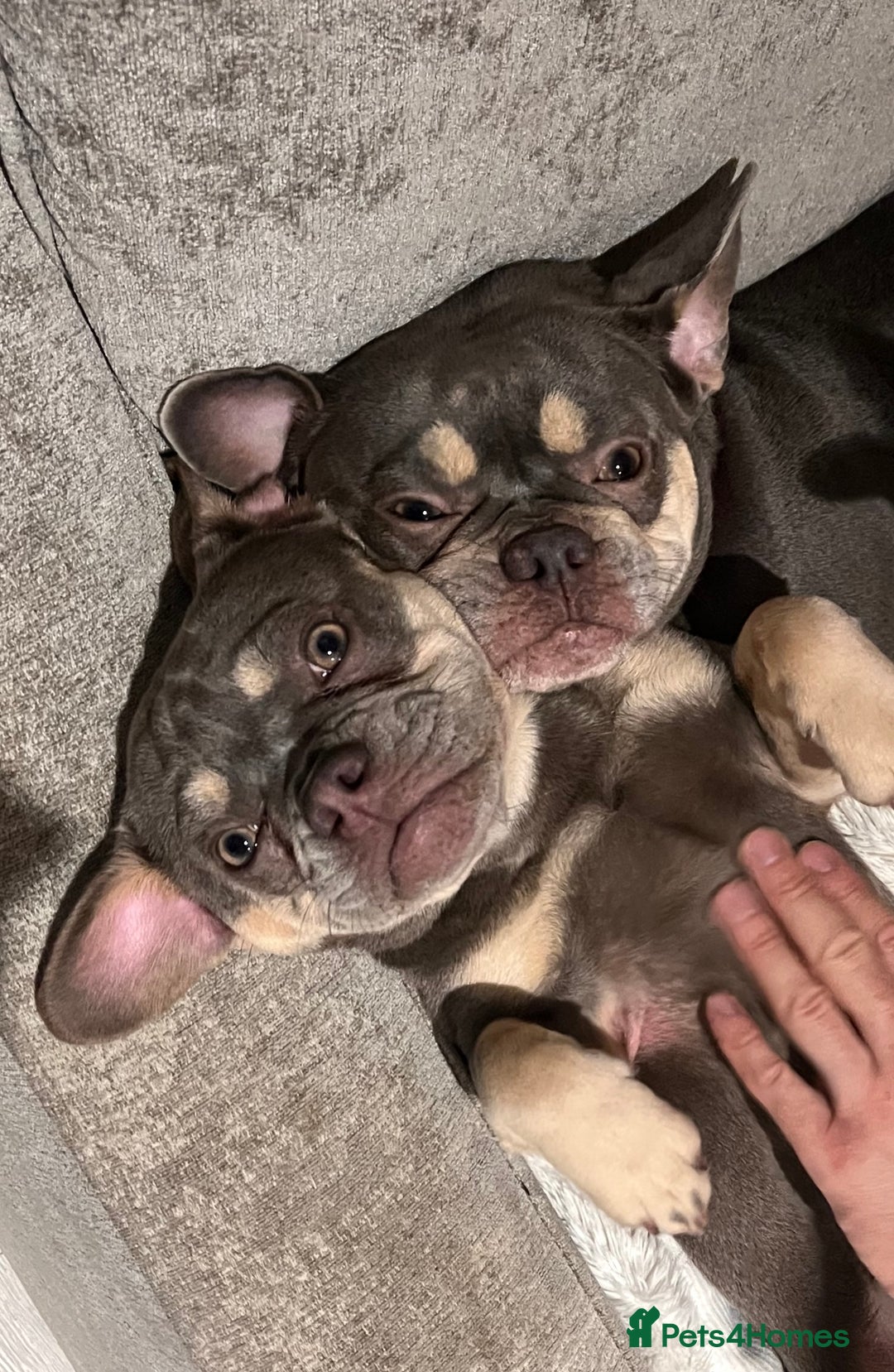 French Bulldog dogs for sale: Beautiful Frenchie Girl - Image 3