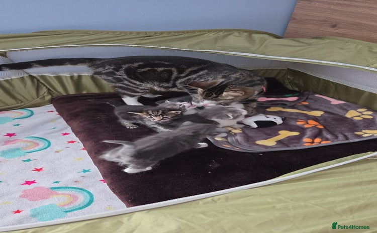 Mixed Breed cats - Advert 6