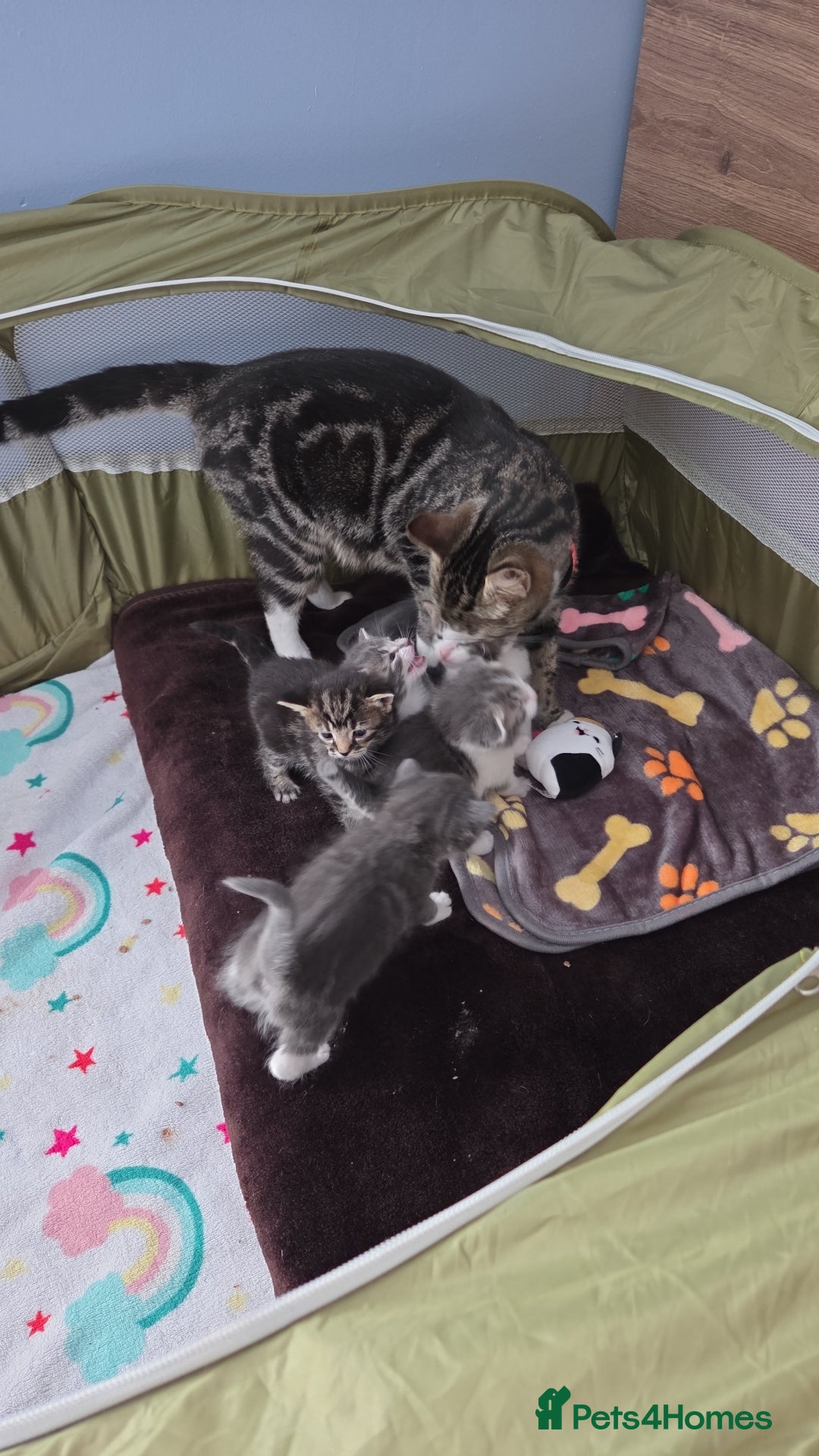 Mixed Breed cats for sale: Kittens  - Image 1