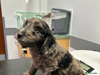 Cockapoo dogs BEAUTIFULL F1 COCKAPOO PUPPYS - Advert 5