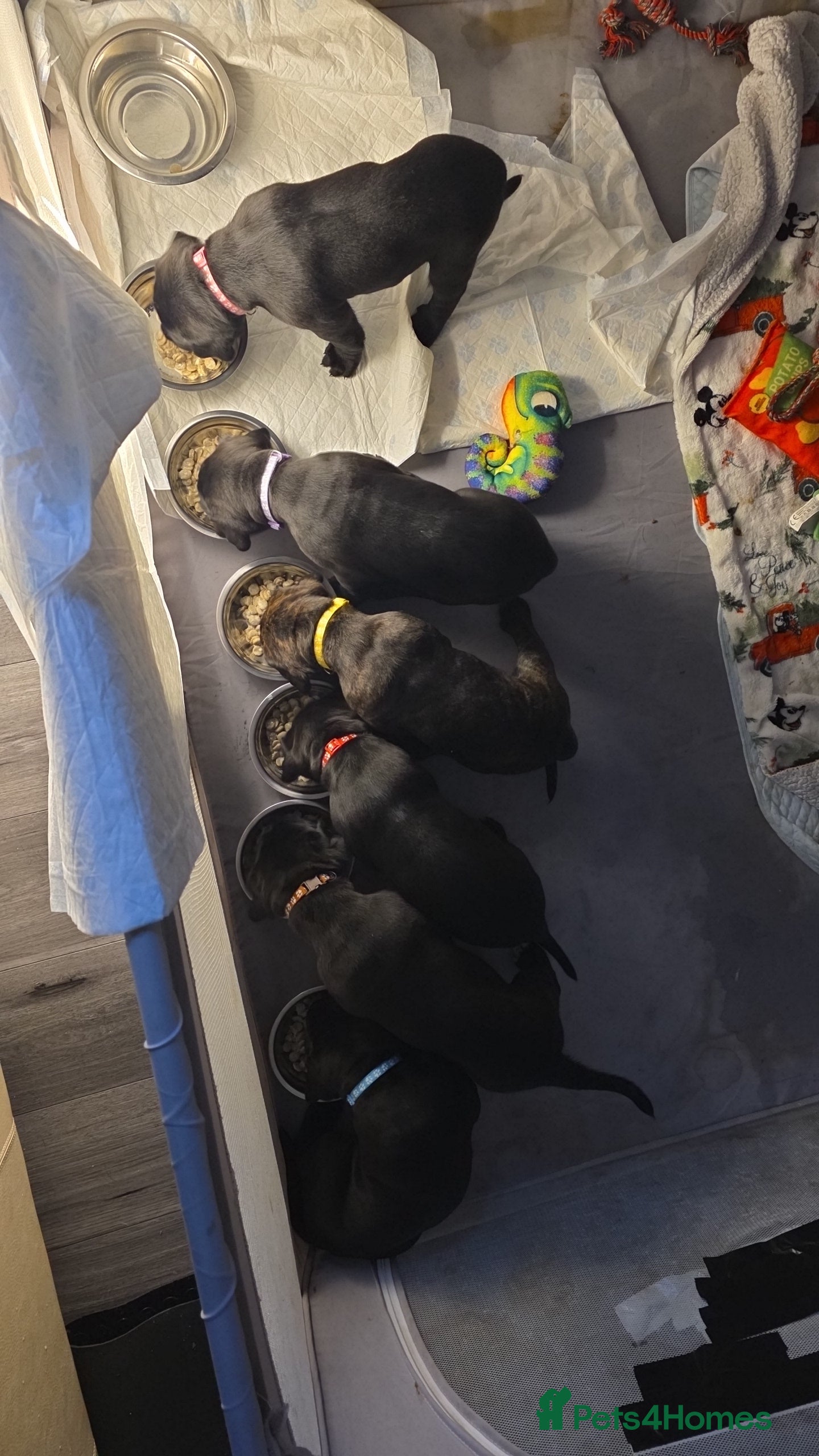 Cane Corso dogs Cane corso puppies - Advert 5