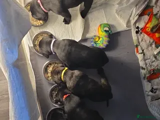 Cane Corso dogs Cane corso puppies - Advert 5