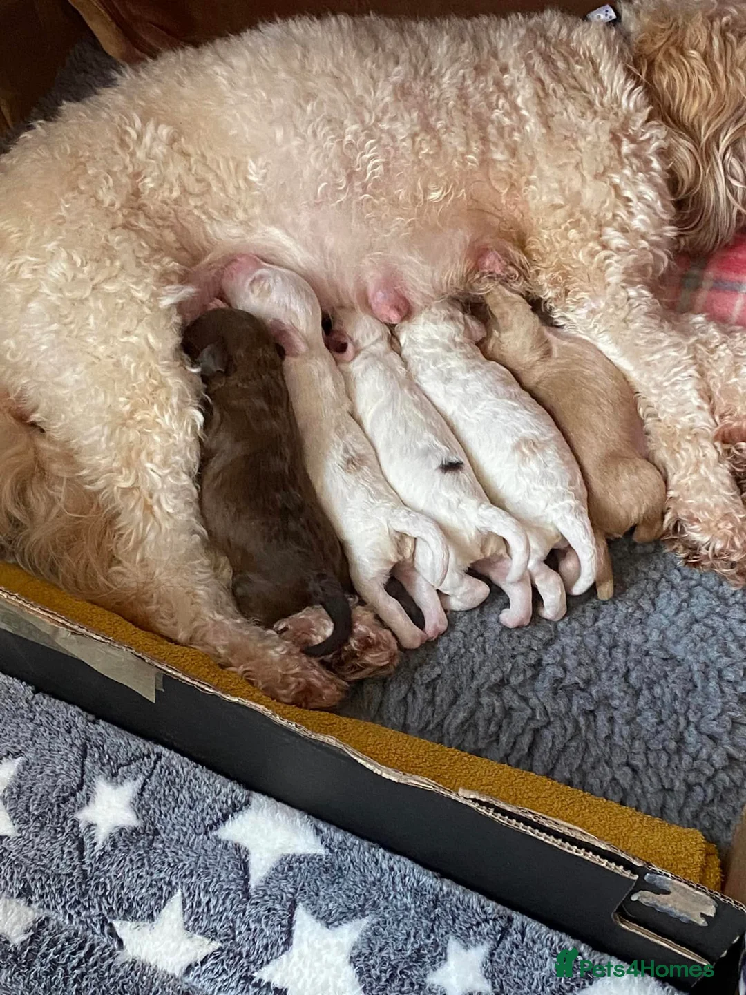 Toy Poodle dogs for stud: Teddy - Choc Phantom Covered in Cream Carrys Parti in Eastleigh - Advert 13