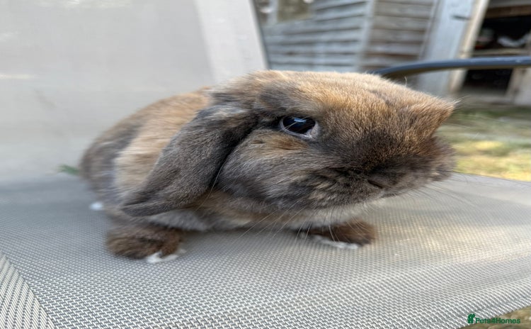Mini Lop rabbits - Advert 13
