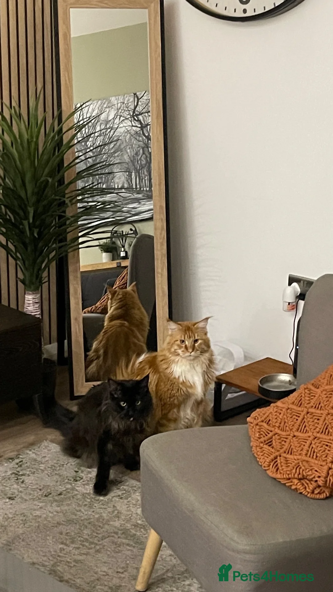 Maine Coon cats for sale: Adult Maine coons in Coventry - Advert 20