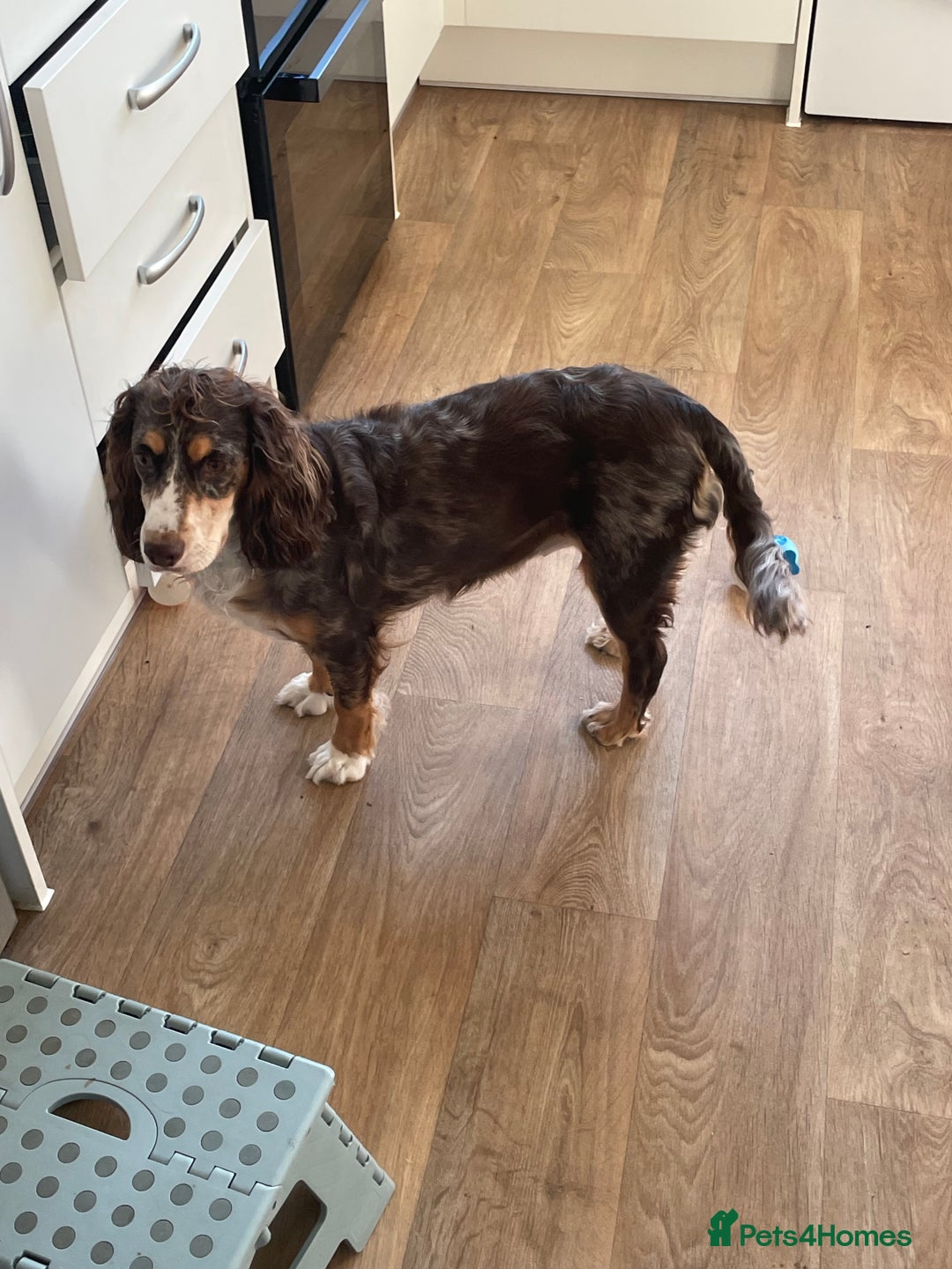 Cocker Spaniel dogs for sale: 1 and half year old cocker spaniel  - Advert 2