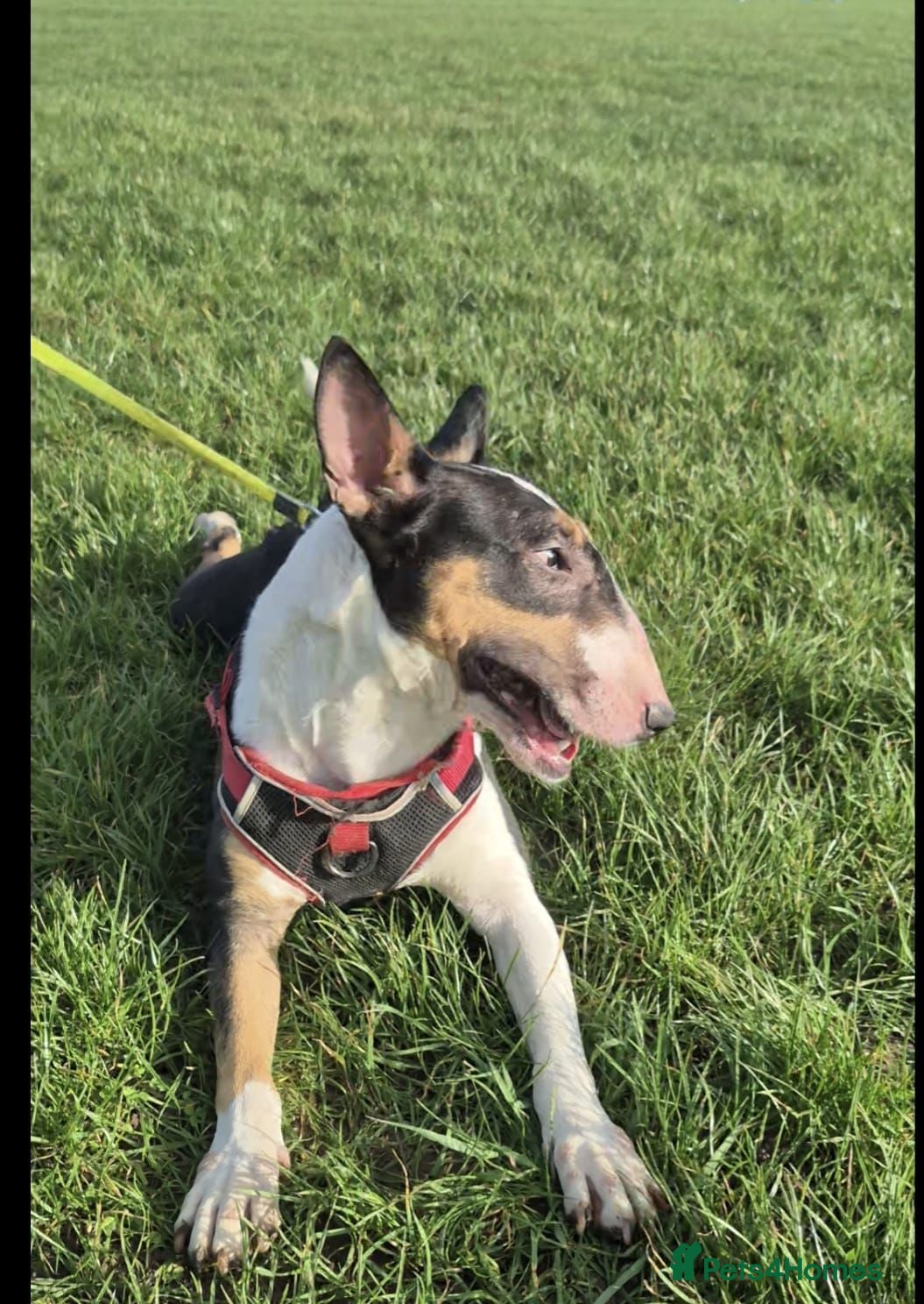 English Bull Terrier dogs KC Registered female English bull terrier  in Loughborough - Advert 1