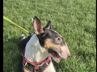 English Bull Terrier dogs KC Registered female English bull terrier in Loughborough - Advert 1