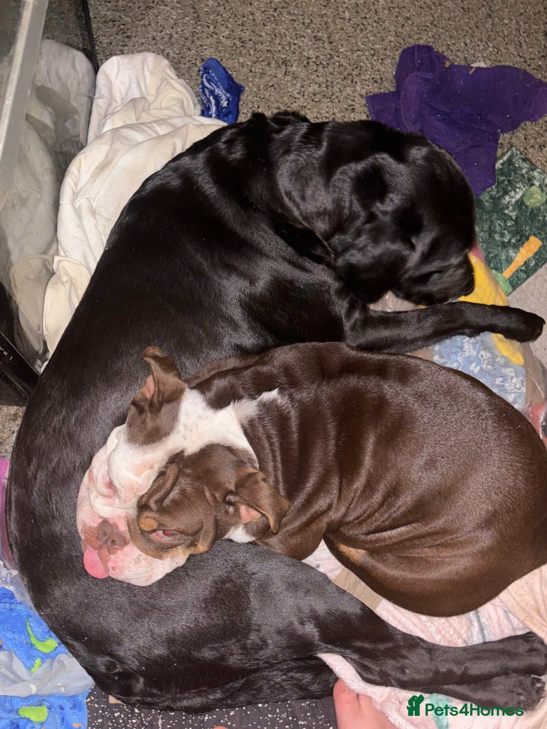 English Bulldog dogs for sale: English bulldog - Female, 3 years old  - Advert 9