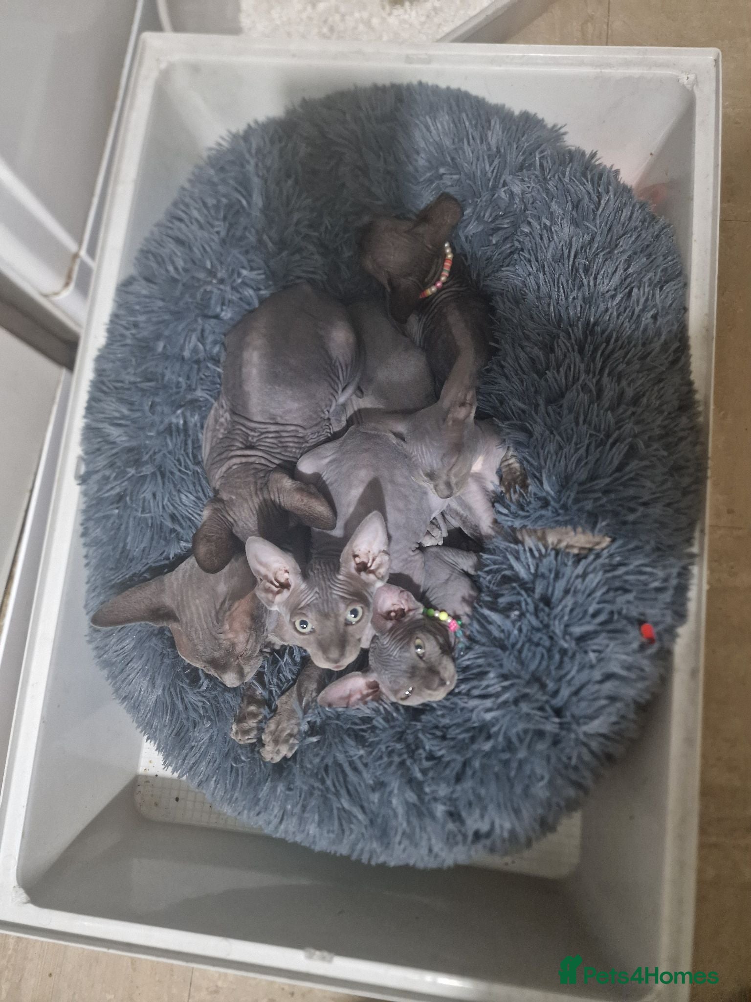 Sphynx cats Sphinx 3 boys💙 1girl🩷 - Advert 1