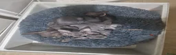 Sphynx cats for adoption: Sphinx 3 boys💙 1girl🩷 - Advert 1