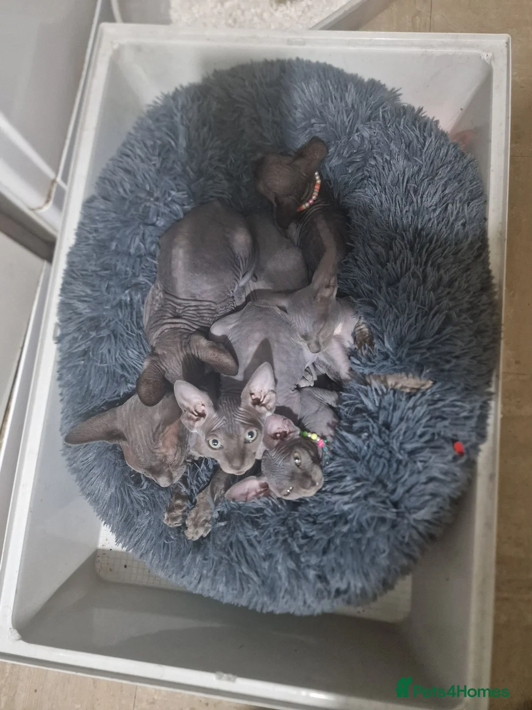 Sphynx cats for adoption: Sphinx 3 boys💙 1girl🩷 - Advert 1