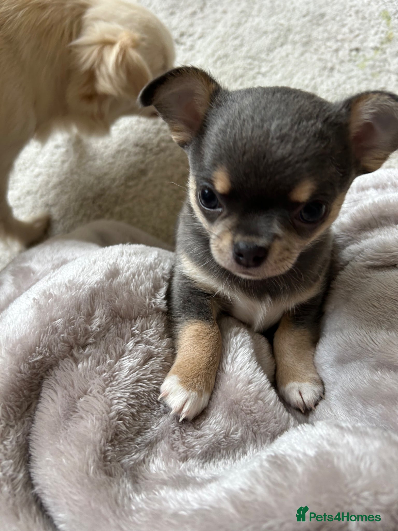 Chihuahua dogs Male Blue tan and white KC reg puppy for sale..  - Advert 14