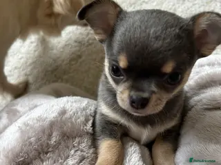 Chihuahua dogs Male Blue tan and white KC reg puppy for sale.. - Advert 14