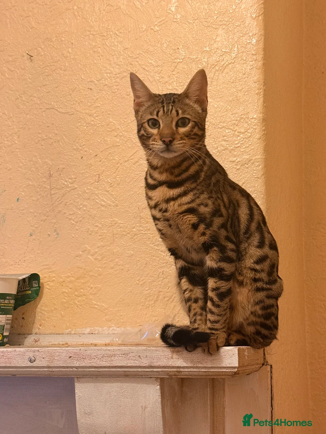 Bengal cats for sale: Male Bengal kitten - Advert 6