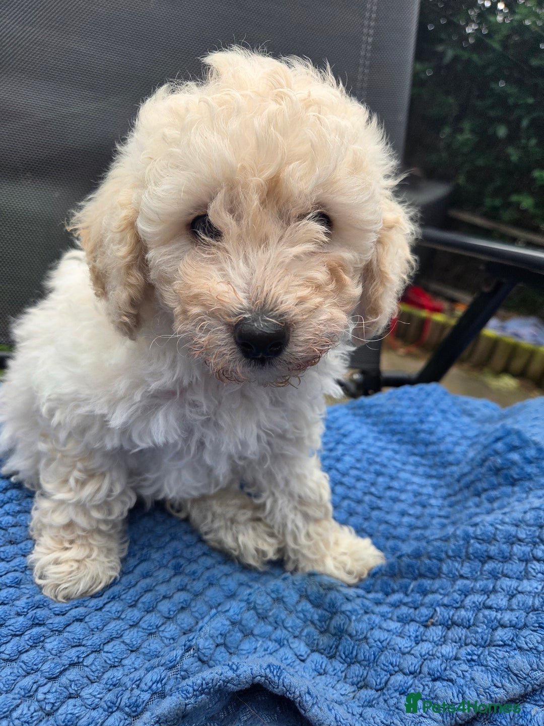 Toy Poodle dogs for sale: *READY NOW* Stunning KC TINY toy poodle puppies - Image 6