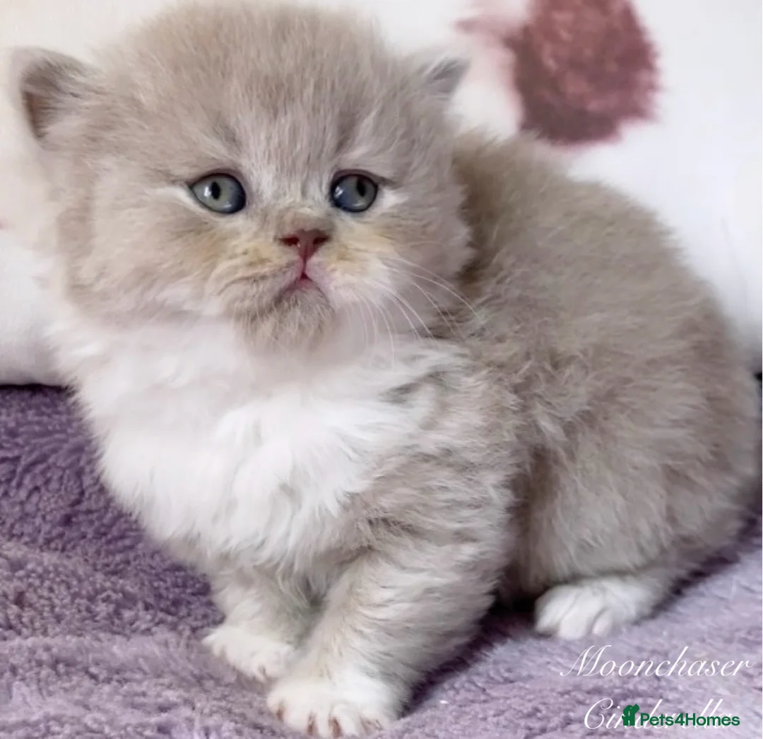 British Shorthair cats for sale: Gorgeous British Shorthair Kittens - TICA Reg - Advert 2