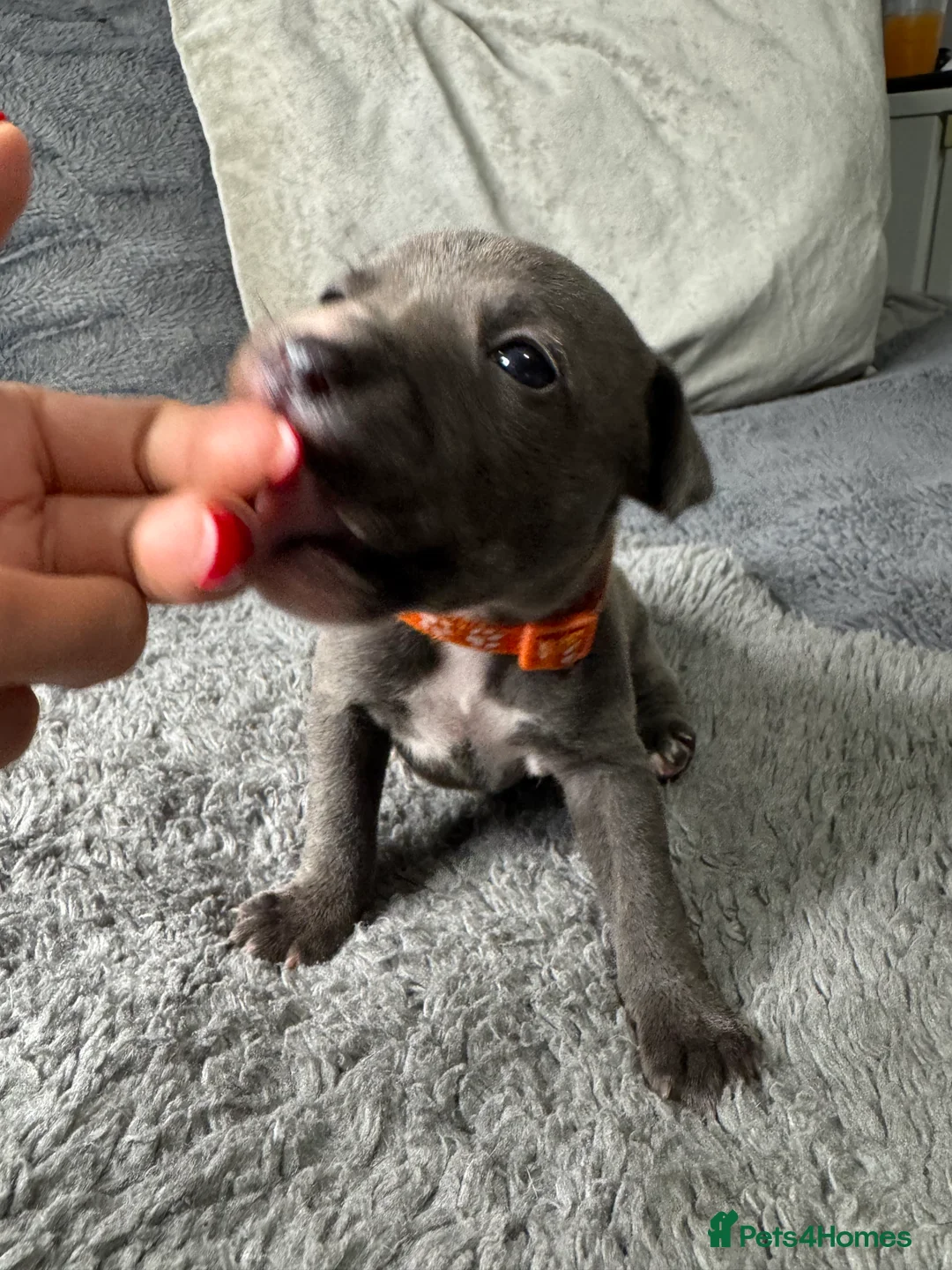 Staffordshire Bull Terrier dogs for sale: Staffy puppy for sale - Advert 5