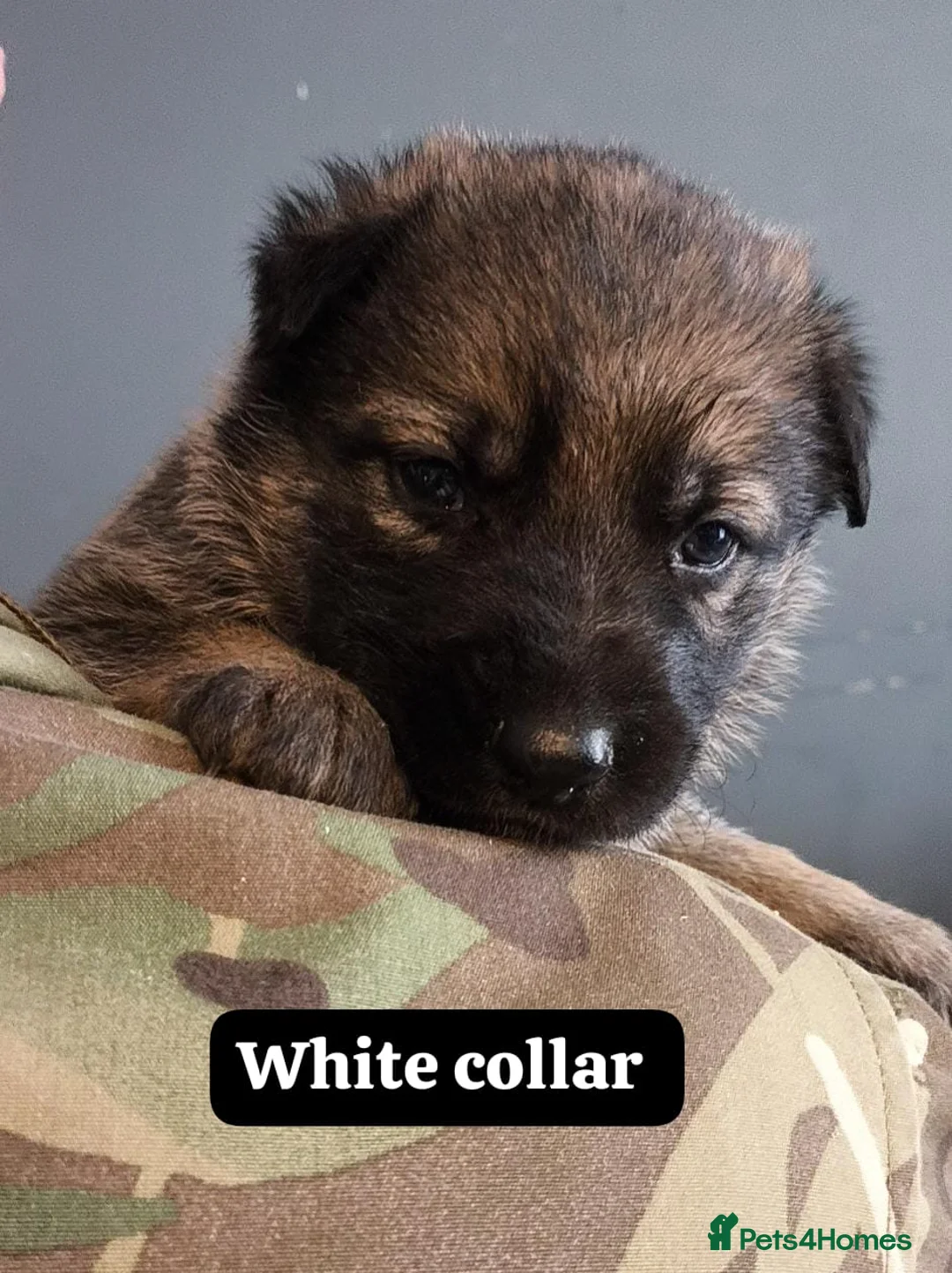German Shepherd dogs for sale: German shepherd puppies  in Kilmarnock - Advert 2
