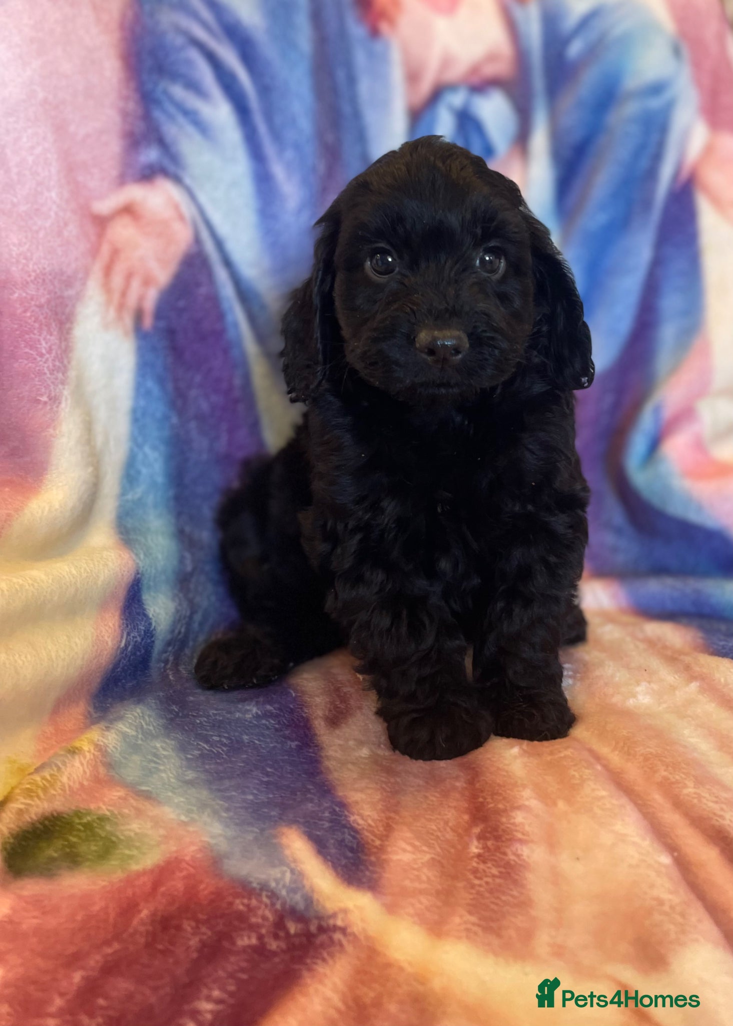 Cockapoo dogs Licenced breeder Beautiful F1 cockapoos  - Advert 2