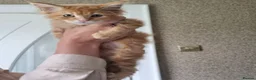 Maine Coon cats for sale: TICA pedigree registered female maine coon kitten - Advert 1