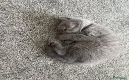 British Shorthair cats for sale: British blue - Image 2