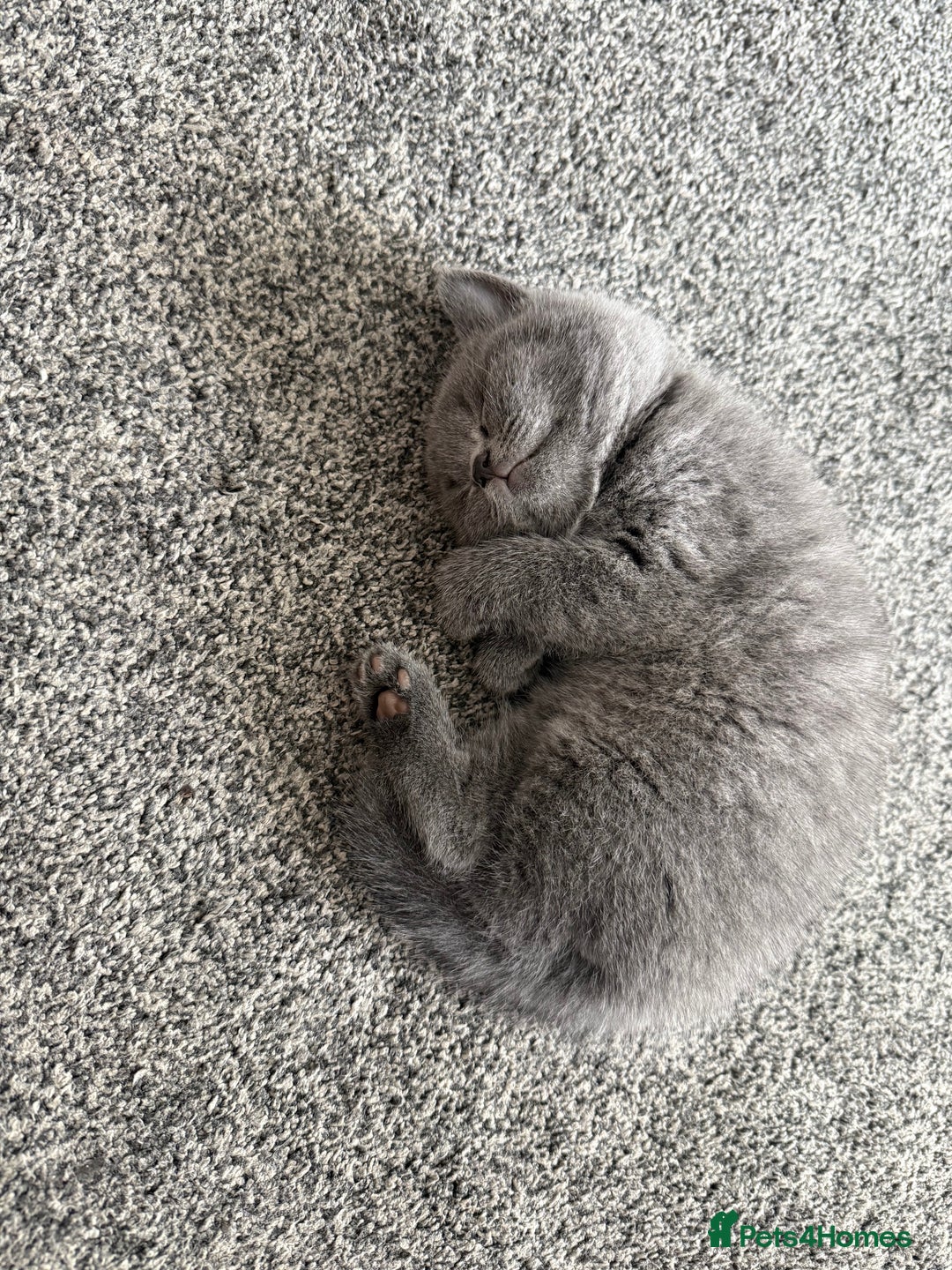 British Shorthair cats for sale: British blue - Image 2