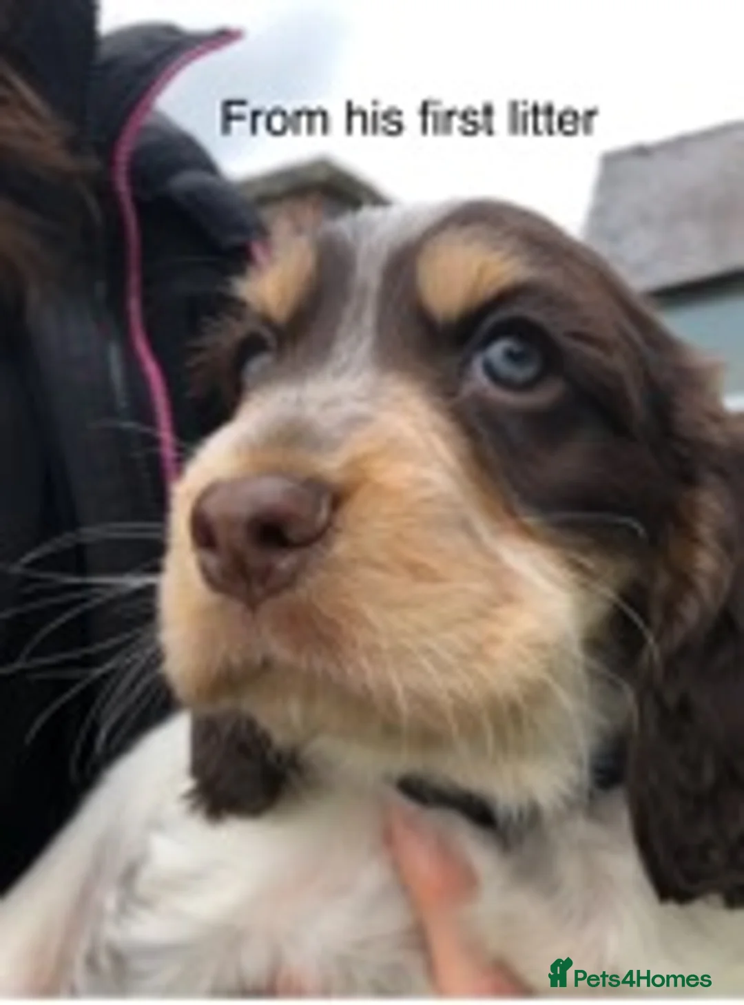 Cocker Spaniel dogs for stud: Cocker Spaniel Chocolate Sable for stud in Bedford - Advert 7