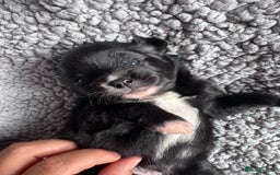 Pomchi dogs for sale: 💖 Beautiful Pomchi Pups 💖 - Image 4