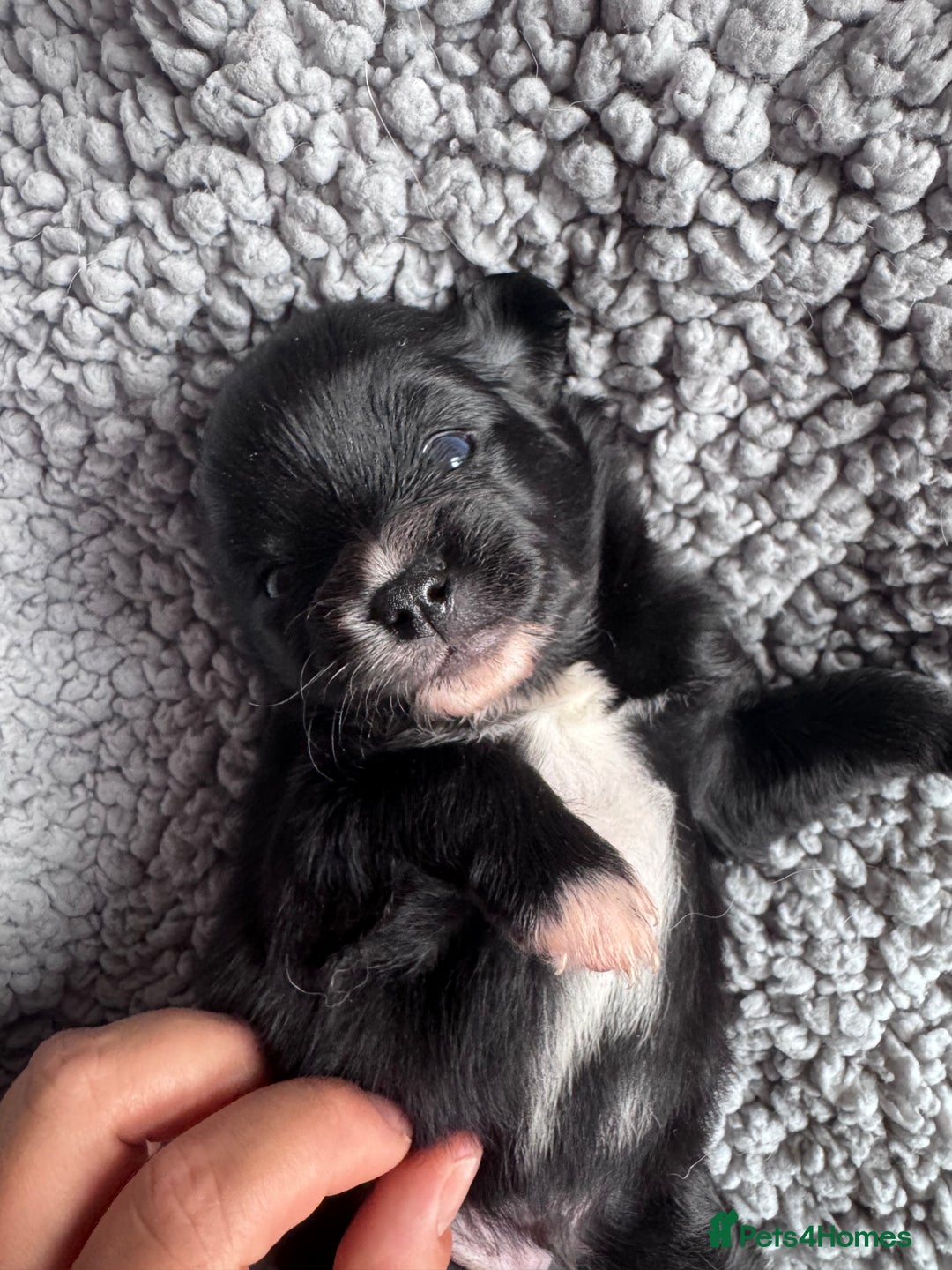 Pomchi dogs for sale: 💖 Beautiful Pomchi Pups 💖 - Image 4