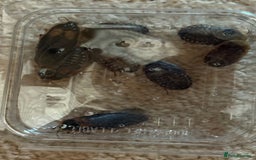 Bearded Dragon reptiles for sale: Bearded dragon! Zuko  - Image 2