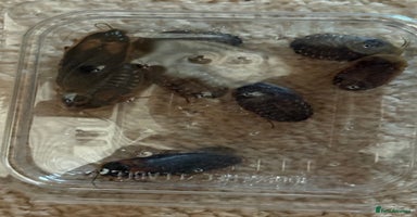 Bearded Dragon reptiles - Advert 5