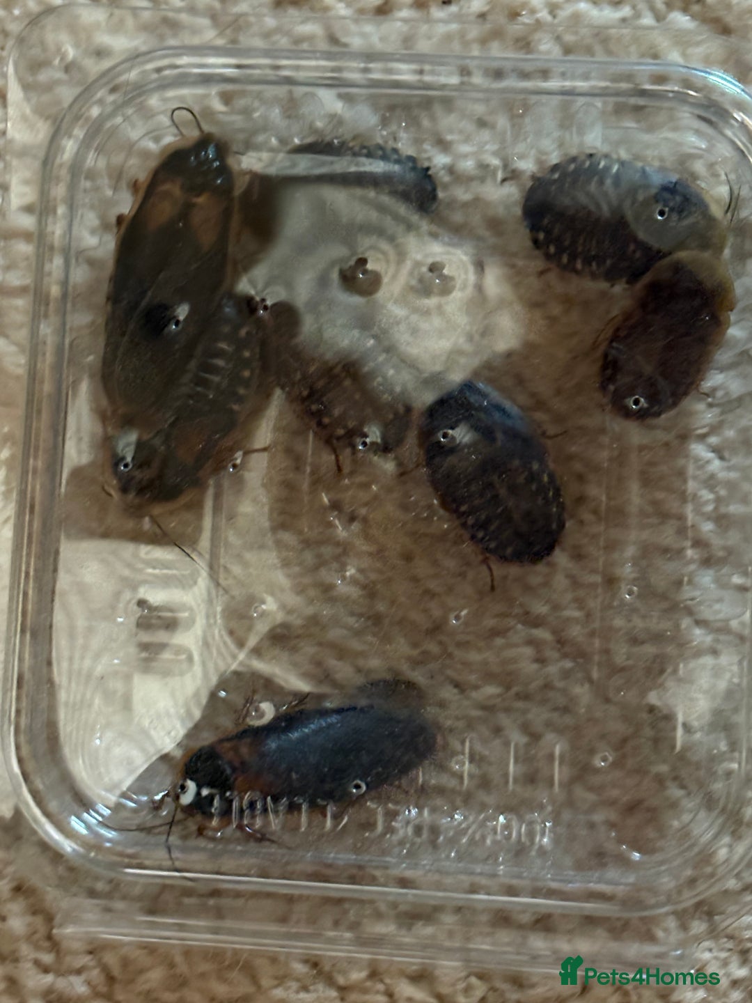 Bearded Dragon reptiles for sale: Bearded dragon! Zuko  - Image 2