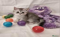 British Shorthair cats for sale: BRITISH SHORTHAIR CHAMPION BLOODLINE - Image 11