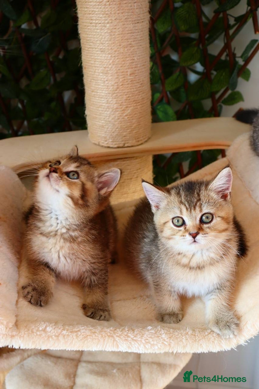 Scottish Fold cats for sale: Ready TICA reg stunning kittens available  - Image 2