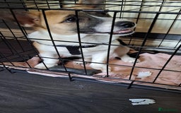 Welsh Corgi Pembroke dogs for sale: Corgi pup male 4 months old - Image 1