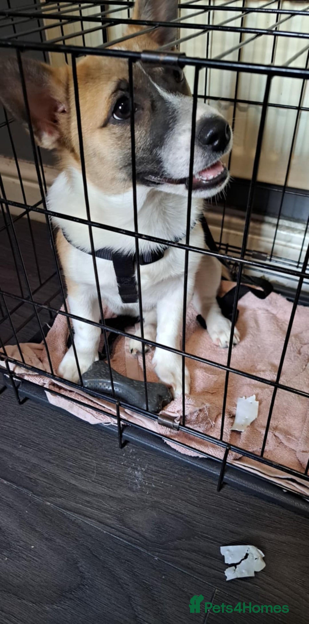 Welsh Corgi Pembroke dogs for sale: Corgi pup male 4 months old - Image 1