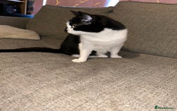 Domestic Shorthair cats for sale: Lovely female cat - Image 5