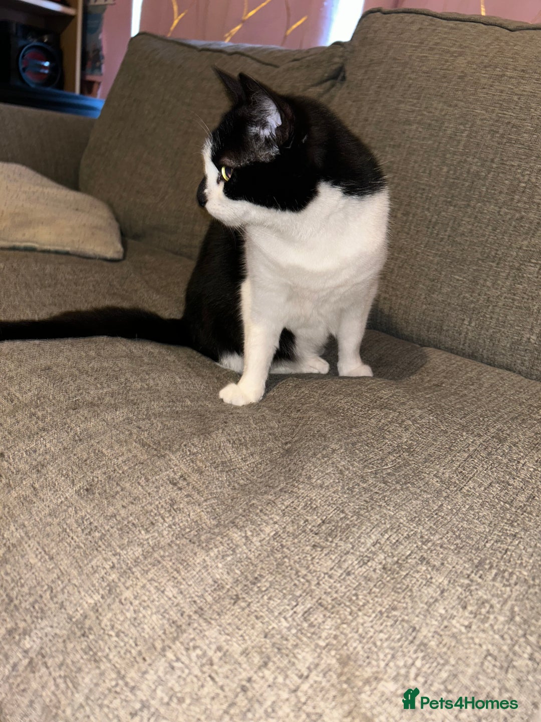 Domestic Shorthair cats for sale: Lovely female cat - Image 5