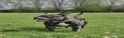 American Bully dogs for sale: Pocket bully - Advert 1