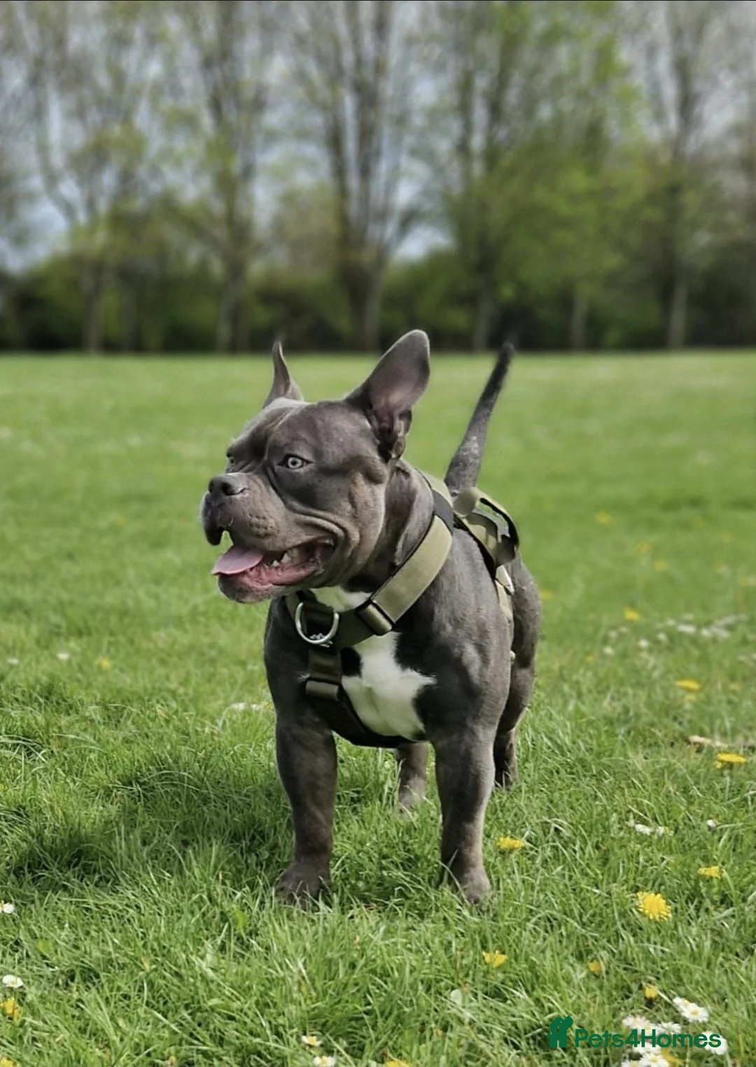 American Bully dogs for sale: Pocket bully - Advert 1